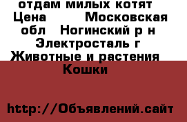 отдам милых котят › Цена ­ 10 - Московская обл., Ногинский р-н, Электросталь г. Животные и растения » Кошки   